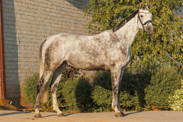 Gray apple horse on a farm