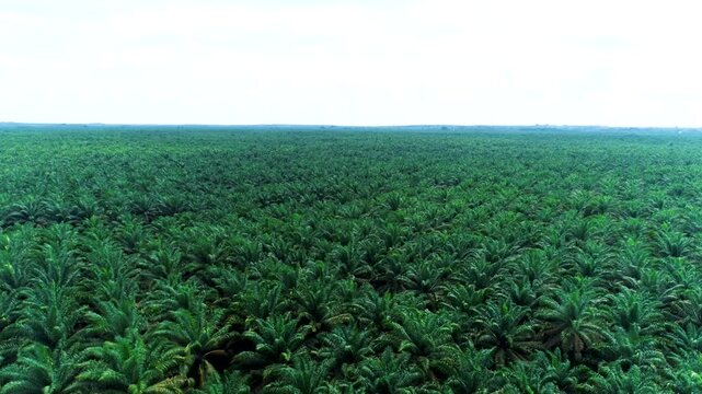 Cinematic Drone Pan-Right Shot Over a Vast Oil Palm Plantation in Borneo, Indonesia, Capturing Geometric Patterns and the Endless Scale of the Agricultural Industry Across Southeast Asia