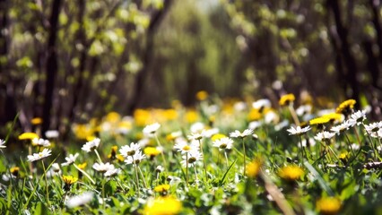 Fototapeta premium Tranquil spring meadow with blooming daisies and dandelions in sunlight.