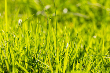 Fresh Green Grass in Bright Morning Sunlight Background,Close-up of vibrant green grass blades illuminated by golden morning sunlight in a meadow, creating a beautiful natural bokeh background. 