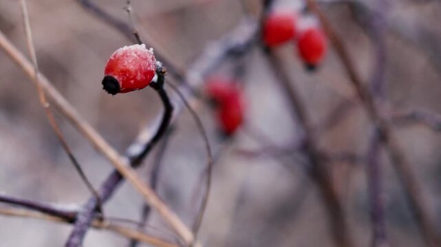 Frost Covered Red Rose Hip Berry Macro Winter Video, Ice Crystal Wild Fruit Branch, Cold Nature Bokeh, Botanical Close Up Cinematic Footage