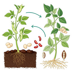 book of bean life cycle