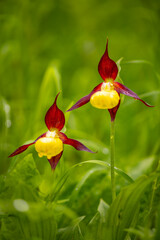 Pair of rare wild orchids &ldquo;Lady Slipper&ldquo; (Cypripedium calceolus), one of the biggest wild growing flowers in Europe and endangered protected species. Close up macro of wet yellow red flower in natural
