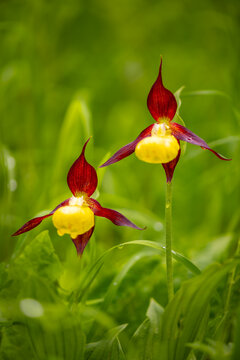 Pair of rare wild orchids &ldquo;Lady Slipper&ldquo; (Cypripedium calceolus), one of the biggest wild growing flowers in Europe and endangered protected species. Close up macro of wet yellow red flower in natural