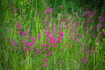 Obraz premium Colorful pink wildflowers sway gently in the breeze, filling the meadow with beauty and life