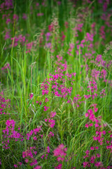 Obraz premium Bright pink wildflowers sway in lush green grass, showcasing nature's vibrant colors