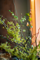Bright green branches with tiny blossoms reach toward sunlight streaming through a window