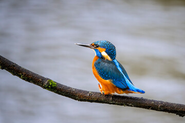 Obraz premium Close up of Kingfisher perched on branch with bright diffused background