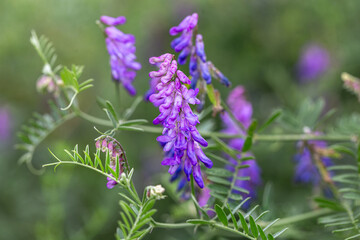 Purple wildflower macro in green meadow, soft bokeh background