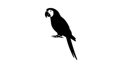 Obraz premium Silhouette of a Parrot Perched on a Branch.