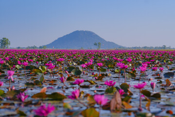 Naklejka premium Beautiful pink lotus field in Thailand filled with pink lotus flowers spreads across calm water. Red lotus field reflects a distant mountain, scenic mountain landscape in Nakhon Sawan. ทุ่งบัวแดง