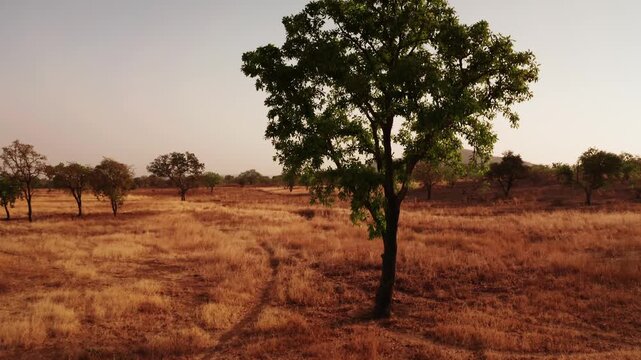 Aerial Drone View of Rural Talensi District Landscape with Dry Savanna and Farmland, Northern Ghana