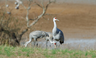 Fototapeta premium Sandhill cranes in Birchwood Tennessee at the Sandhill Crane Refuge in January.