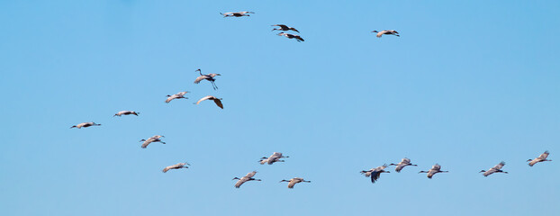 Fototapeta premium Sandhill cranes in Birchwood Tennessee at the Sandhill Crane Refuge in January.
