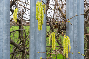 Catkins on a fence