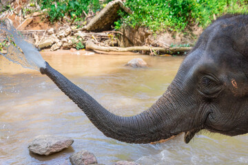 Fototapeta premium Asian elephants bathing in a river at a rehabilitation center in the Chinag Mai region of Thailand.