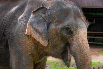 Fototapeta premium Asian elephants at a rehabilitation center in the Chinag Mai region of Thailand.