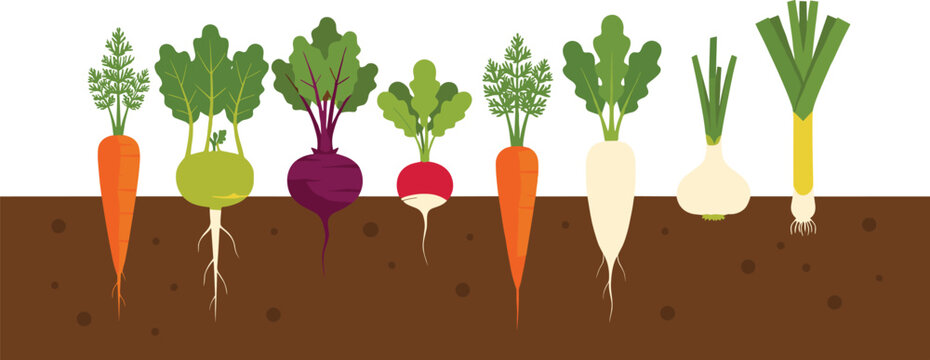 Root Vegetables Growing Underground Vector Illustration Showing Carrot, Beetroot, Radish, Turnip, Leek and Fresh Organic Farming Concept