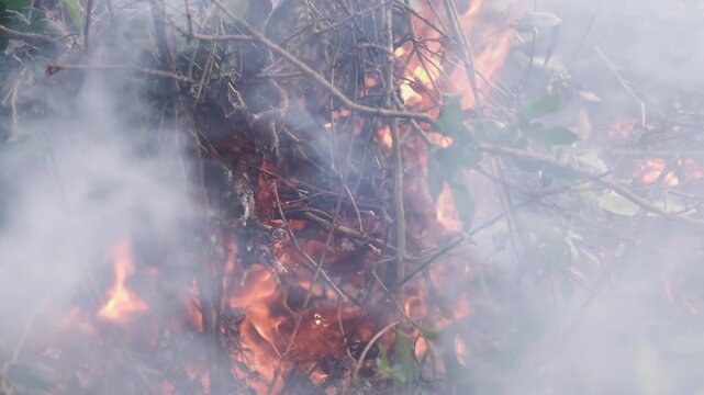 Wide shot of burning branches and brush with orange flames, ash and blue smoke, capturing an outdoor controlled burn scene.