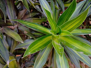 Obraz premium Macro of variegated Song of India leaves in a daytime garden.