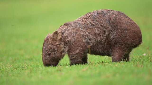 Wombat feeding in Australia. Wombats are stout, burrowing marsupials in Australia related to Koalas and Kangaroos. Slow motion 25 percent natural speed.
