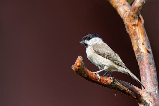 Marsh tit resting on a branch in the morning sun