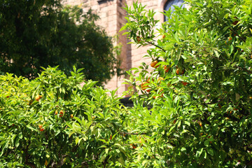 Colorful plants in a Mediterranean garden. Selective focus.