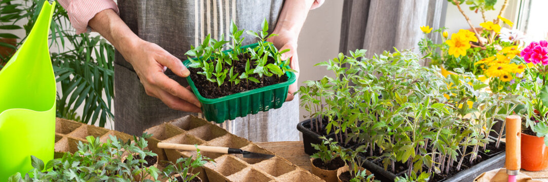 A man is carefully pricking out young pepper seedlings from a tray and placing them into eco pots, surrounded by more plants and gardening tools in a sunny indoor area, banner
