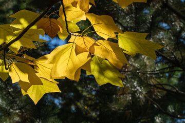 Obraz premium Bright yellow autumn leaves Tuliptree, American Tulip Tree, Tulip Poplar, Yellow Poplar, Whitewood glow in sunlight, hanging from branch against backdrop of blurred green foliage.