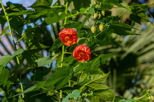 Two red lantern-shaped flowers Abutilon pictum (Abutilon striatum) also known as redvein abutilon, red vein Indian mallow, redvein flowering maple, Chinese-lantern with green leaves in background.