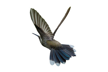 Obraz premium Blue-throated (Mountaingem) Hummingbird (Lampornis clemenciae) in Flight, View From the Rear