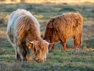 Fototapeta premium grazing Scottish highland cows on a pasture 