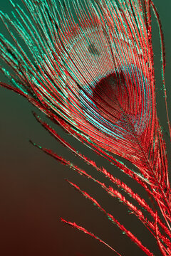 Peacock feather in bold red and green abstract lighting, creating a dynamic, vivid background with copy space, perfect for social media posts and stories.