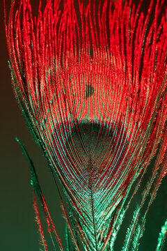 Dynamic peacock feather lit in red and green, creating surreal color contrast. Perfect for bold, eye-catching social media posts and creative design visuals.