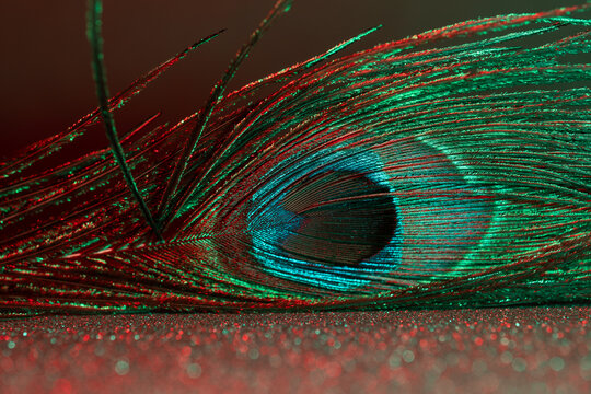 Peacock feather lit in green and red on glittering paper with sparkling bokeh, creating an eye-catching abstract background with copy space for text overlay.