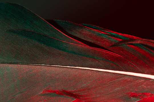 Abstract background macro composition featuring a bird feather illuminated with red and green split lighting, set within a strange textured rolling environment of gentle curves and deep shadows. 