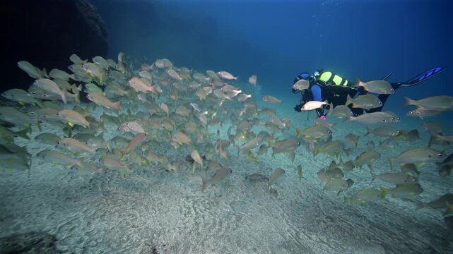 Gran Canaria | Scuba diver swimming with a massive school of Roncadores fish in the El Cabron Marine Reserve