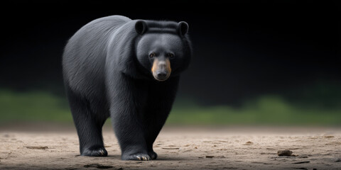 Fototapeta premium Asiatic black bear moon bear wild animal forest standing fur mammal nature alert powerful. Asiatic black bear with thick fur stands forest ground