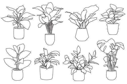 Set of plant in pot hand drawn vector illustrations house plant, home decoration