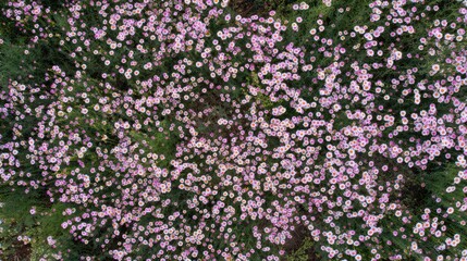 Obraz premium Top-Down View of a Dense Pink Chamomile Carpet Across a Lush Floral Field