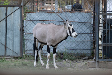 Gemsbok oryx antelope standing in metal fence enclosure at zoo park outdoor. © Сергей Дудиков