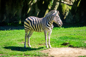 Obraz premium A beautiful zebra standing on lush green grass in Ukumarí Park, Pereira, Risaralda, Colombia, showcasing wildlife conservation efforts.
