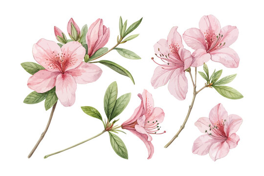 Watercolor Pink Azalea Bloom, Elegant Floral Vector Clipart Isolated on White