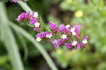 Obraz premium Beautiful wavyleaf sea lavender (limonium sinuatum) flowers.