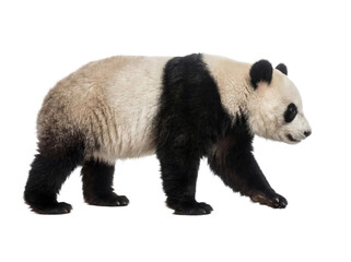 Giant panda walking, side view, isolated on transparent background (PNG) © Trixy