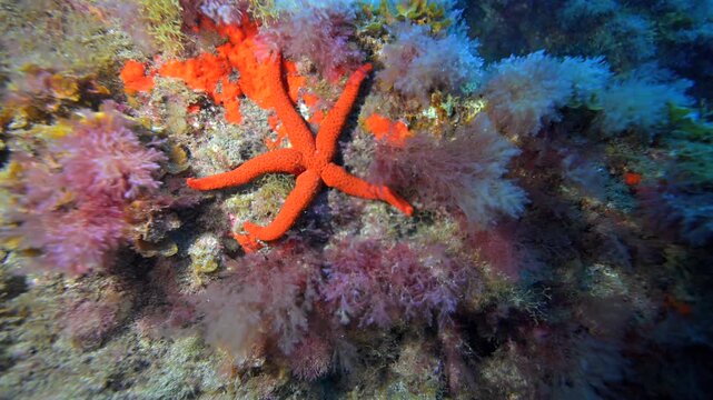 Underwater Macro of Starfish on Volcanic Reef in the El Cabr&oacute;n Marine Reserve, Gran Canaria, Canary Islands - Scuba Diving and Marine Biodiversity in Spain