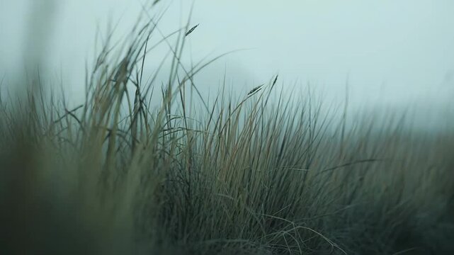 Tall, dry grasses and reeds are standing in the foreground, creating a natural border against the thick, atmospheric fog and mist completely obscuring the background under a soft, overcast light