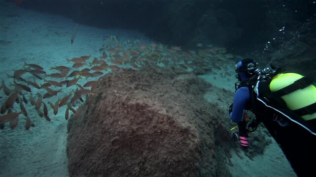 Gran Canaria | Scuba diver swimming with a massive school of Roncadores fish in the El Cabron Marine Reserve