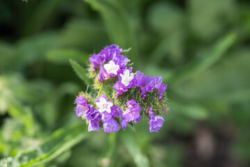 Obraz premium Beautiful wavyleaf sea lavender (limonium sinuatum) flowers.