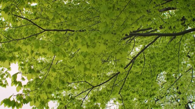 Lush Green Tree Canopy: Vibrant Spring Leaves Viewed from Below